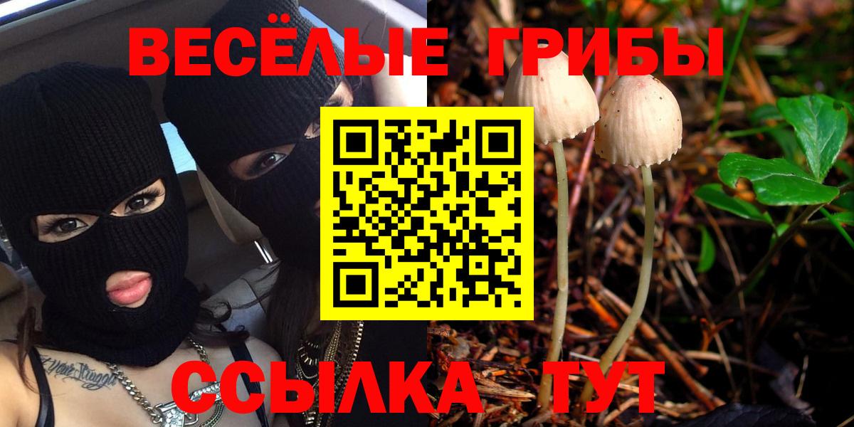 Псилоцибиновые грибы Psilocybe Чусовой